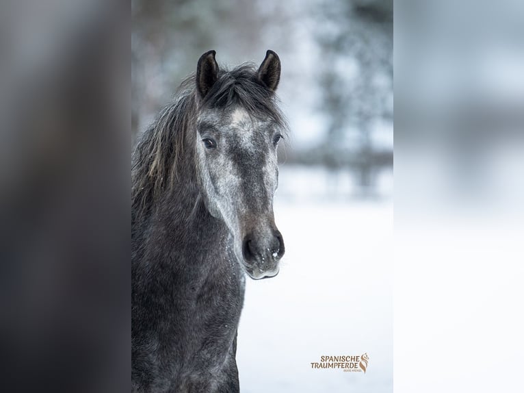 PRE Mix Castrone 4 Anni 157 cm Grigio in Traventhal