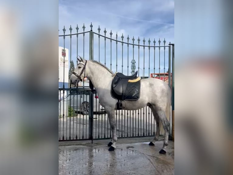 PRE Castrone 4 Anni 157 cm Grigio pezzato in Riogordo