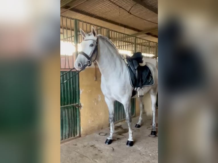 PRE Castrone 4 Anni 157 cm Grigio pezzato in Riogordo