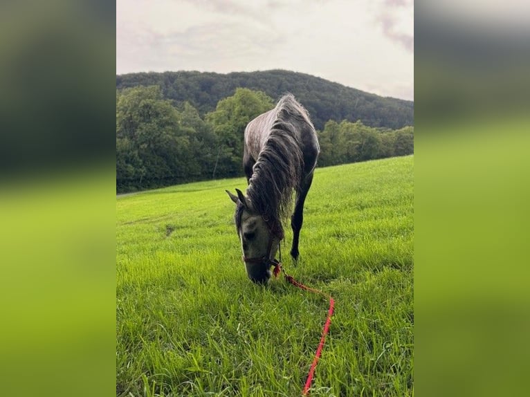 PRE Mix Castrone 4 Anni 157 cm Grigio pezzato in Mayerling