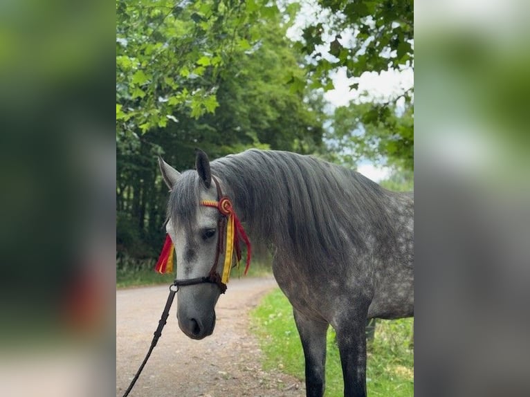 PRE Mix Castrone 4 Anni 157 cm Grigio pezzato in Mayerling