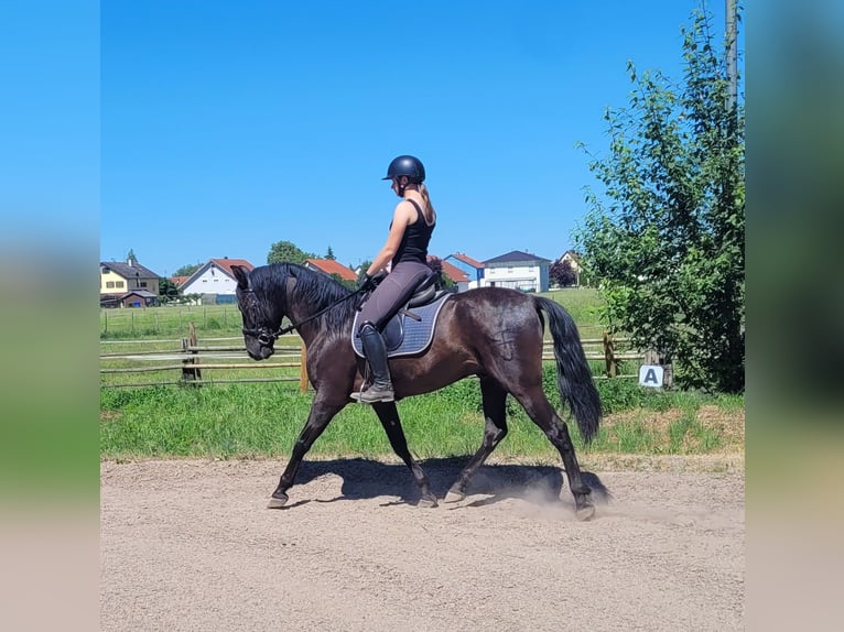PRE Mix Castrone 4 Anni 157 cm Morello in Karlshuld