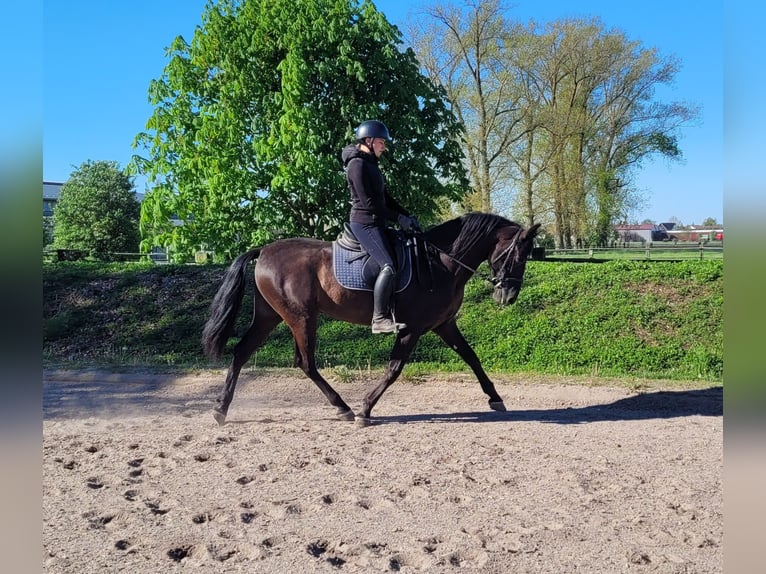 PRE Mix Castrone 4 Anni 157 cm Morello in Karlshuld