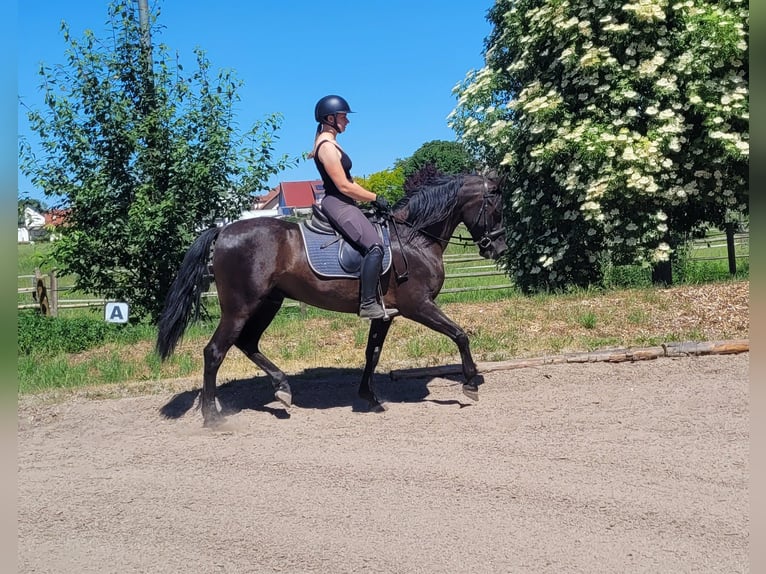 PRE Mix Castrone 4 Anni 157 cm Morello in Karlshuld