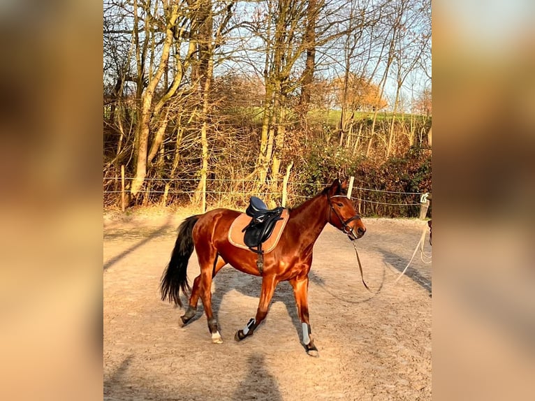 PRE Castrone 4 Anni 158 cm Baio in Dortmund