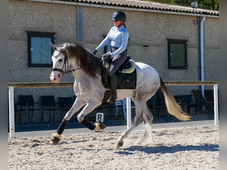 PRE Mix Castrone 4 Anni 158 cm  in Neustadt (Wied)
