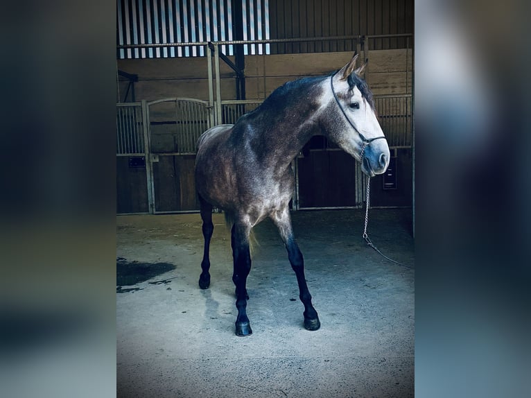 PRE Mix Castrone 4 Anni 158 cm Falbo baio in Simmer