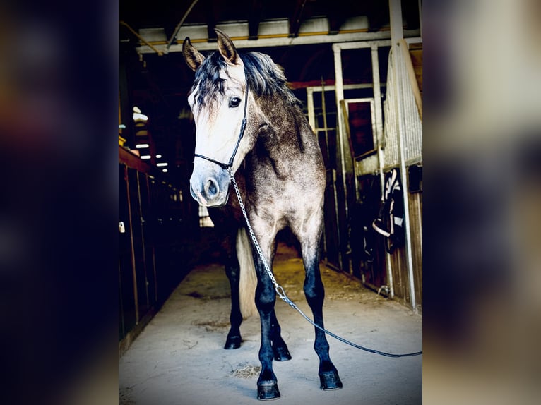 PRE Mix Castrone 4 Anni 158 cm Falbo baio in Simmer