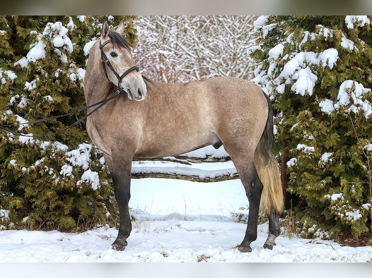 PRE Mix Castrone 4 Anni 158 cm Falbo baio in Maastricht