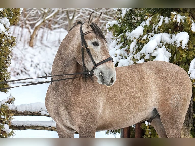 PRE Mix Castrone 4 Anni 158 cm Falbo baio in Maastricht