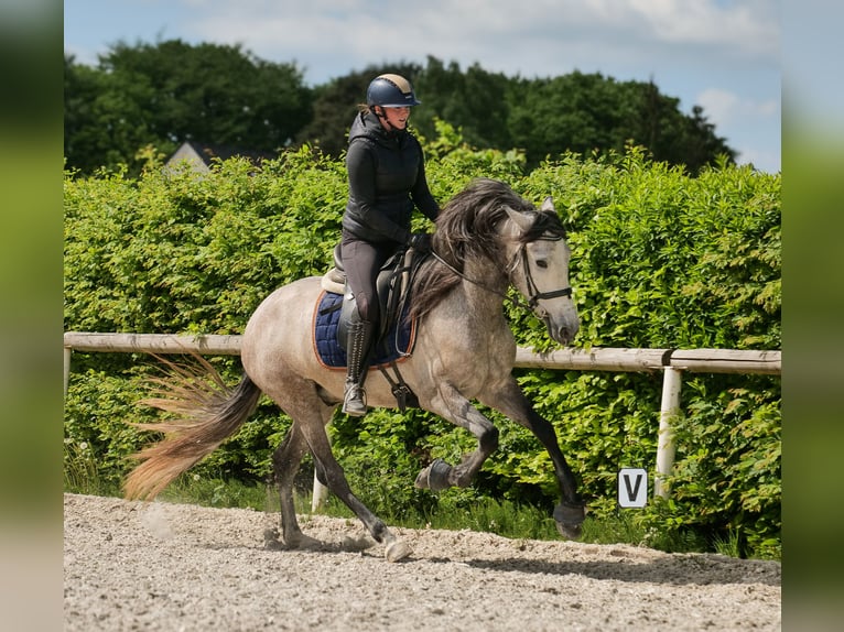 PRE Castrone 4 Anni 158 cm Grigio in Neustadt (Wied)