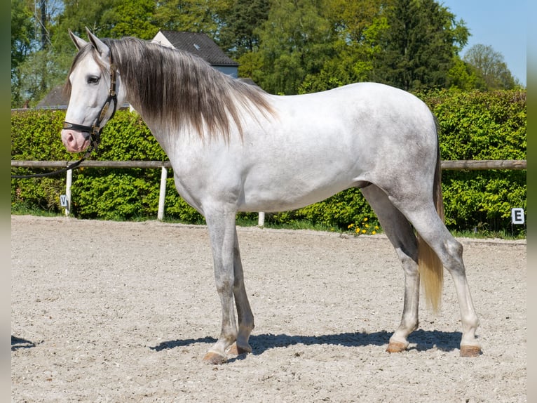 PRE Mix Castrone 4 Anni 158 cm Grigio in Neustadt (Wied)