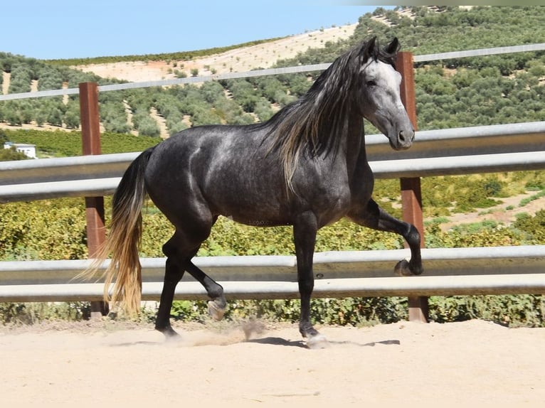 PRE Castrone 4 Anni 158 cm Grigio in Provinz Cordoba