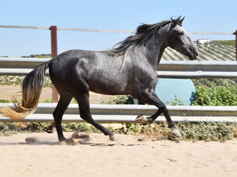 PRE Castrone 4 Anni 158 cm Grigio in Provinz Cordoba