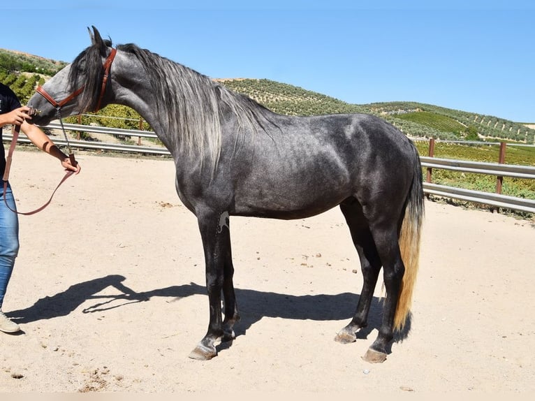 PRE Castrone 4 Anni 158 cm Grigio in Provinz Cordoba