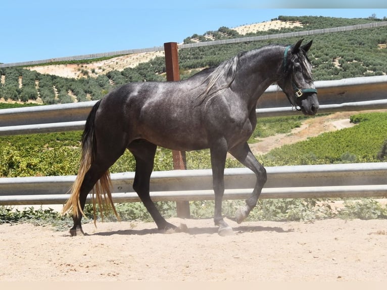 PRE Castrone 4 Anni 158 cm Grigio in Provinz Cordoba