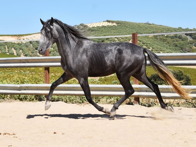 PRE Castrone 4 Anni 158 cm Grigio in Provinz Cordoba