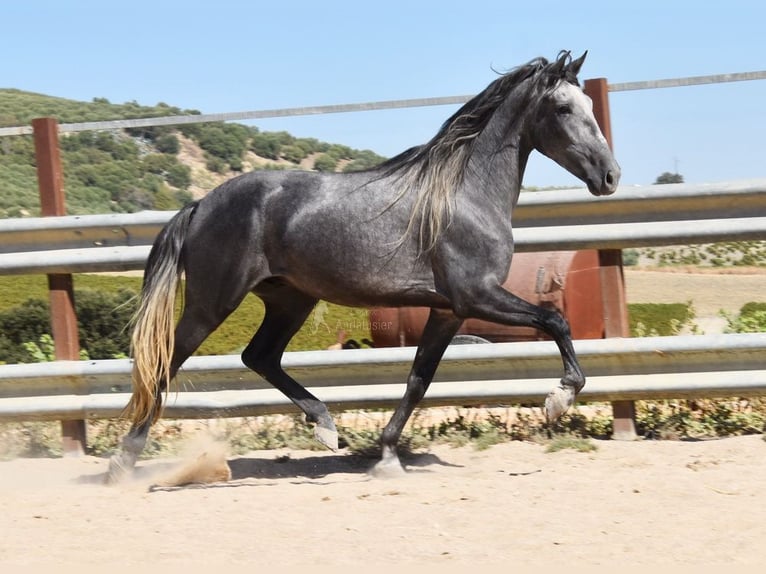 PRE Castrone 4 Anni 158 cm Grigio in Provinz Cordoba