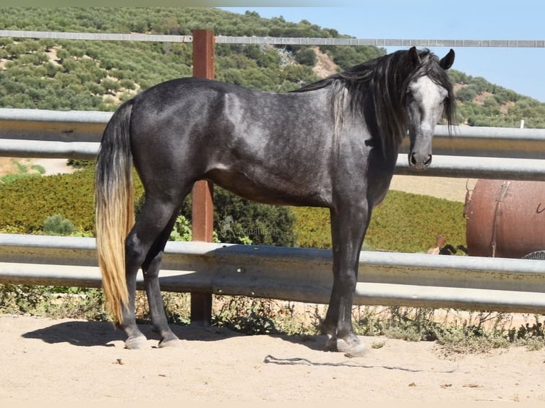 PRE Castrone 4 Anni 158 cm Grigio in Provinz Cordoba