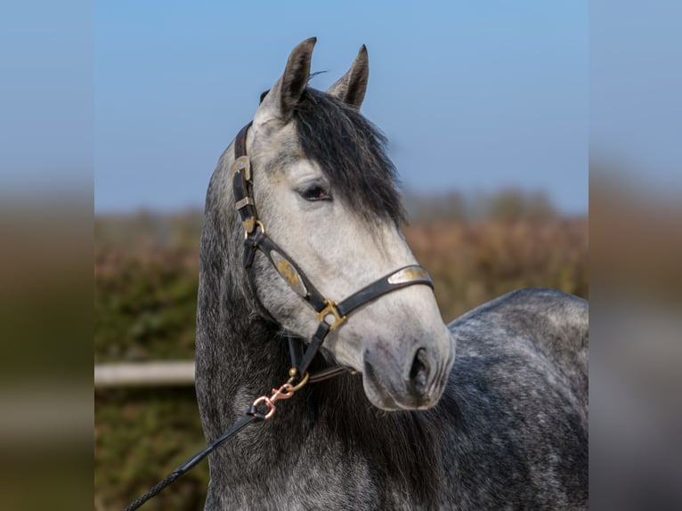 PRE Mix Castrone 4 Anni 158 cm Leardo in Neustadt (Wied)
