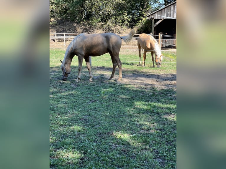 PRE Mix Castrone 4 Anni 158 cm Palomino in Warendorf