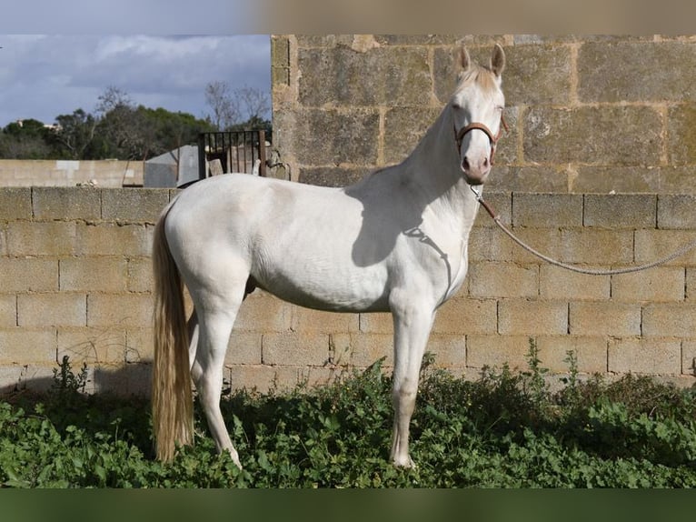 PRE Castrone 4 Anni 158 cm Perlino in Kolbermoor