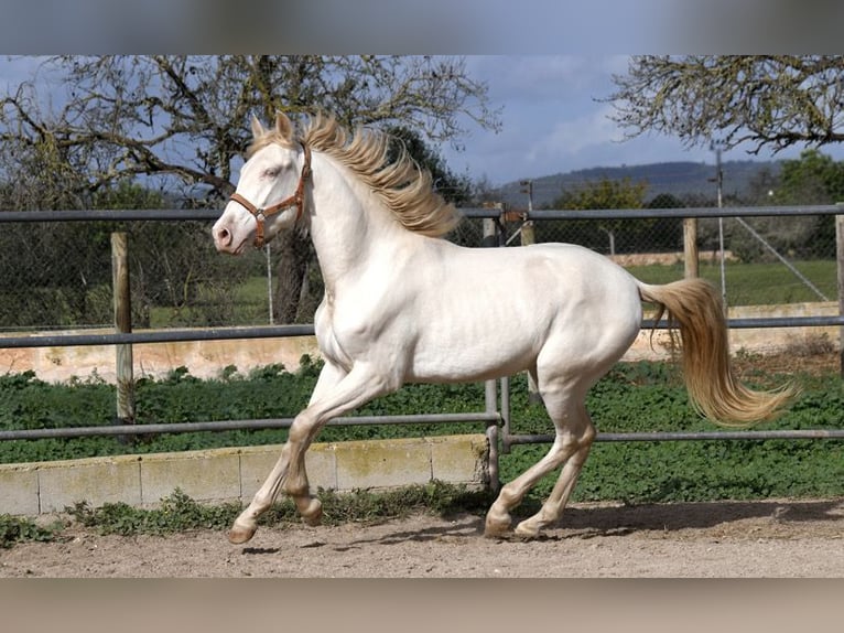 PRE Castrone 4 Anni 158 cm Perlino in Kolbermoor