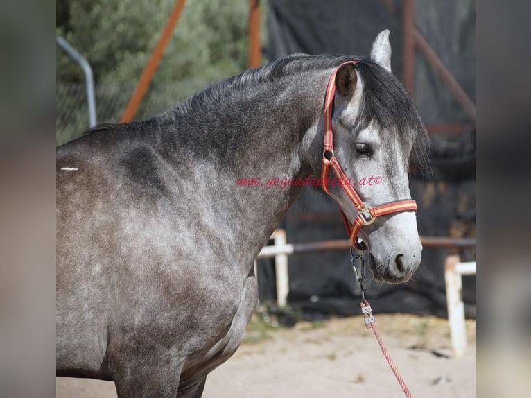 PRE Castrone 4 Anni 159 cm Grigio in Pruna