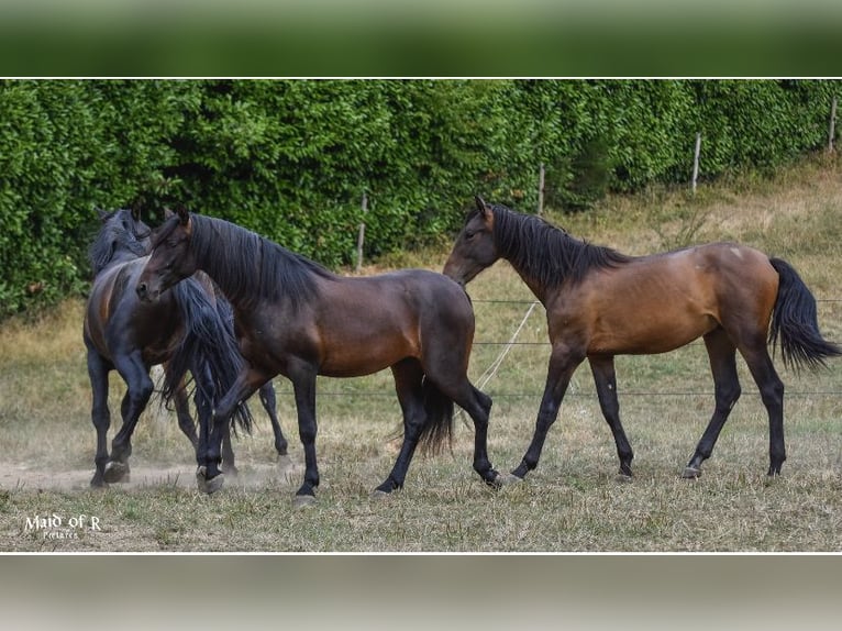 PRE Castrone 4 Anni 160 cm Baio scuro in Ruppichteroth