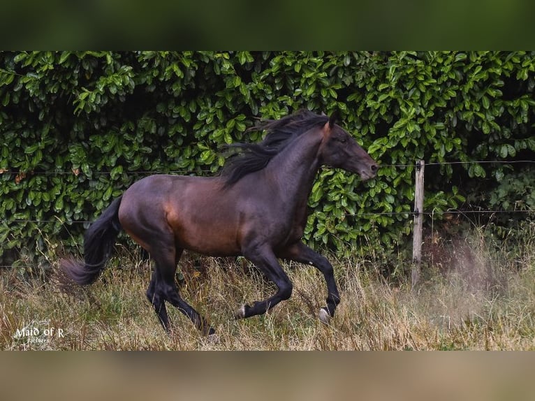 PRE Castrone 4 Anni 160 cm Baio scuro in Ruppichteroth