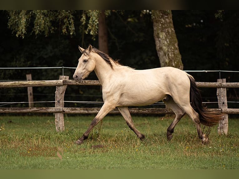 PRE Castrone 4 Anni 160 cm Falbo in Traventhal