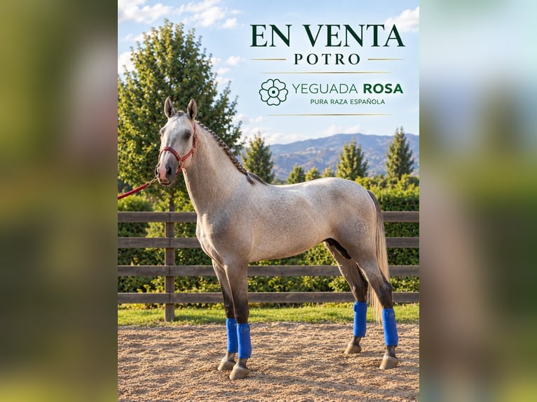 PRE Castrone 4 Anni 160 cm Grigio in Fuenlabrada