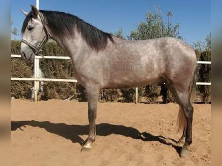 PRE Mix Castrone 4 Anni 160 cm Grigio in Sevilla