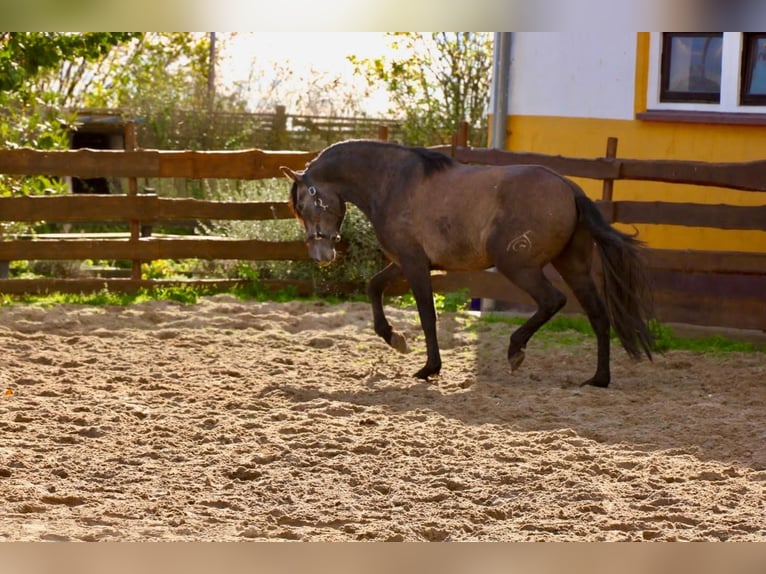 PRE Castrone 4 Anni 160 cm Grigio in Brandis
