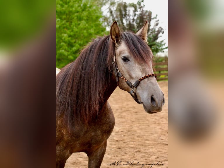 PRE Castrone 4 Anni 160 cm Grigio in /Polenz