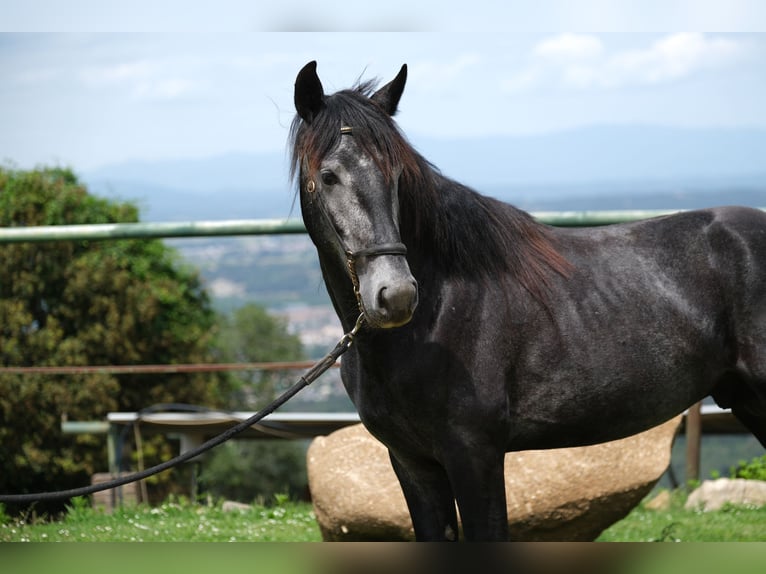 PRE Mix Castrone 4 Anni 160 cm Grigio pezzato in Hamburg