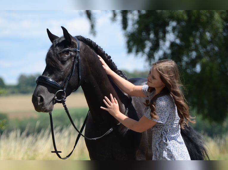 PRE Castrone 4 Anni 160 cm Morello in Grebenhain