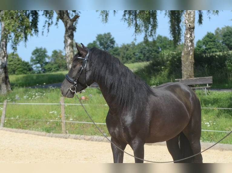 PRE Castrone 4 Anni 160 cm Morello in Grebenhain