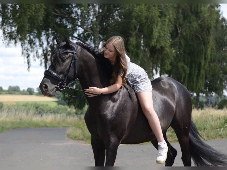 PRE Castrone 4 Anni 160 cm Morello in Grebenhain