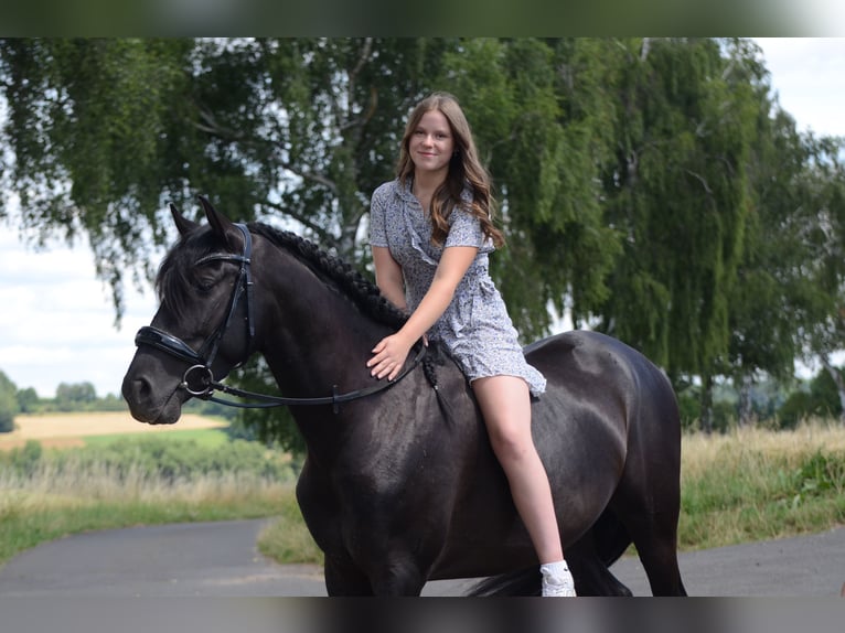 PRE Castrone 4 Anni 160 cm Morello in Grebenhain