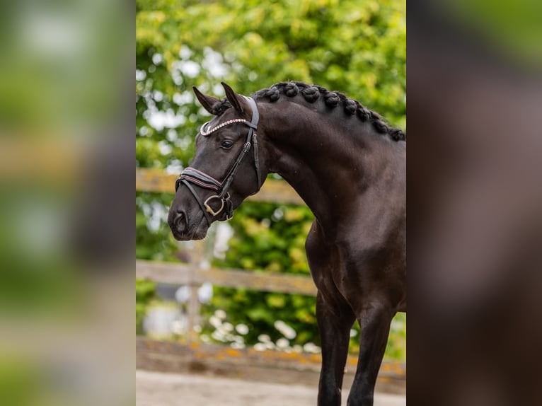 PRE Castrone 4 Anni 160 cm Morello in Grebenhain