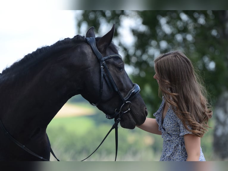 PRE Castrone 4 Anni 160 cm Morello in Grebenhain
