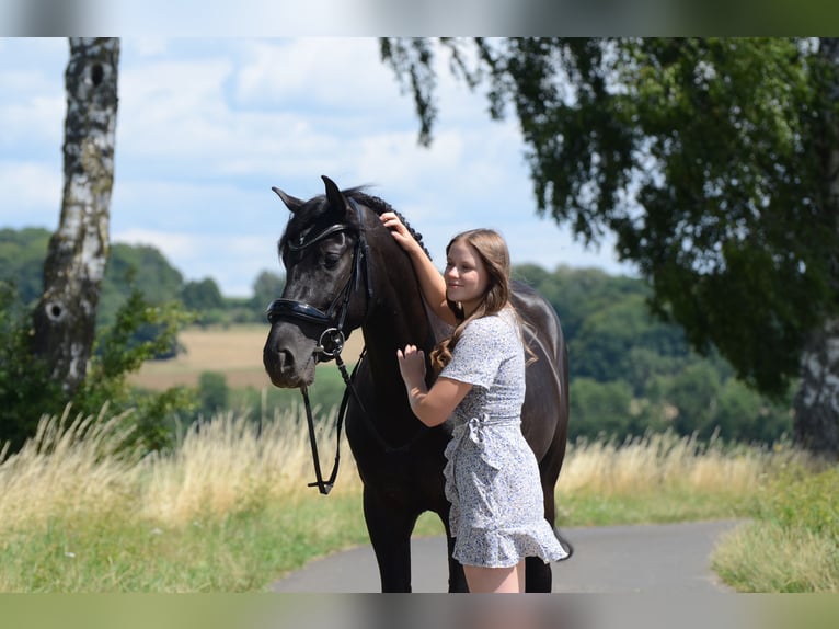 PRE Castrone 4 Anni 160 cm Morello in Grebenhain