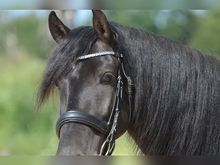 PRE Castrone 4 Anni 160 cm Morello in Grebenhain