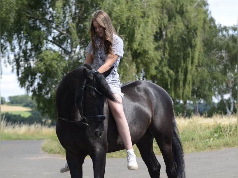 PRE Castrone 4 Anni 160 cm Morello in Grebenhain