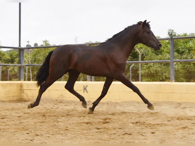 PRE Castrone 4 Anni 160 cm Morello in Provinz Malaga