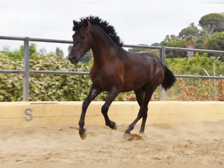 PRE Castrone 4 Anni 160 cm Morello in Provinz Malaga