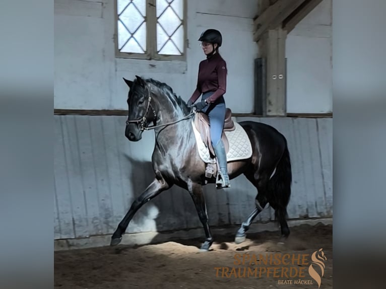 PRE Mix Castrone 4 Anni 160 cm Morello in Traventhal