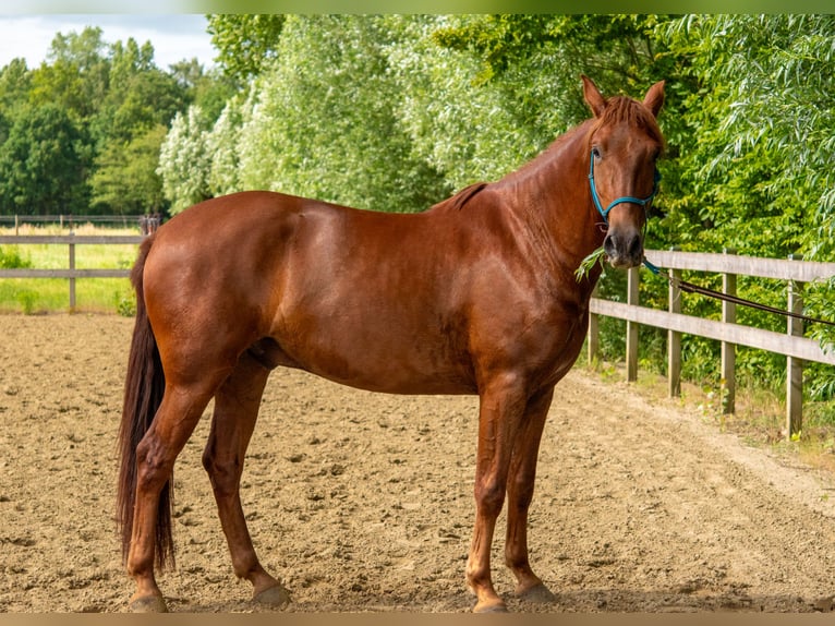 PRE Castrone 4 Anni 160 cm Sauro in Lokeren
