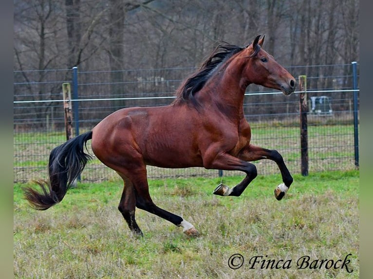 PRE Mix Castrone 4 Anni 161 cm Baio in Wiebelsheim